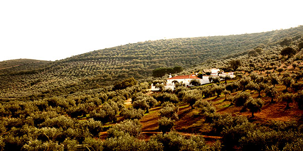 Vast expanses of pristine farmland